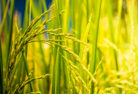 Rice field in autumn of Thailandの写真素材