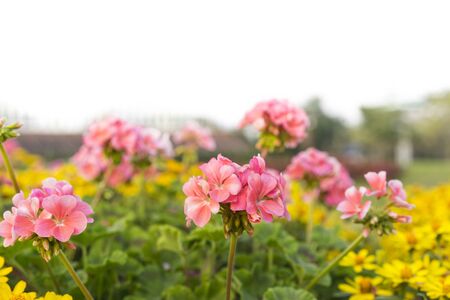 Beautiful flowers fields on white backgroundの写真素材