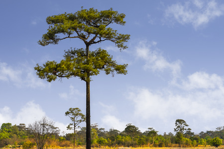 Alone Pinaceae in the forest morning : Thailandの写真素材