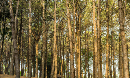 Pine forest in the morning. Pinus sylvestrisの写真素材
