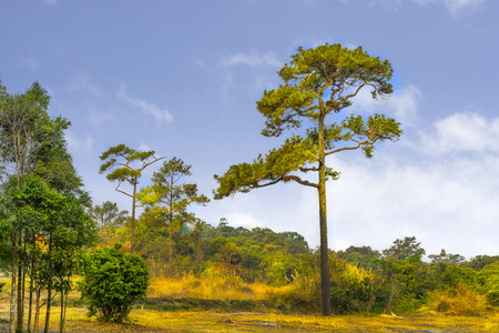 Alone Pinaceae in the forest morning : Thailandの写真素材