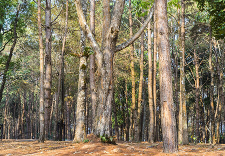 Old forest park in the morning. Thailandの写真素材