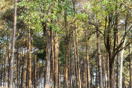 Old forest park in the morning. Thailandの写真素材