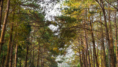 Pine forest in the morning. Pinus sylvestrisの写真素材