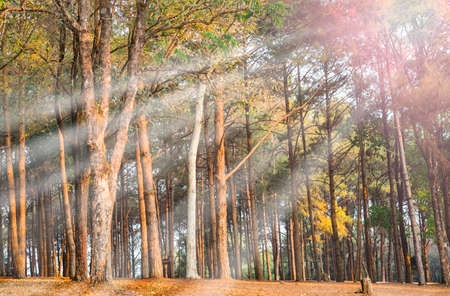 Pine forest in the morning with sunray. Pinus sylvestrisの写真素材