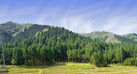 hillside of mountain range with coniferous forest and meadowの写真素材