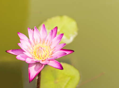Water lily or Thai lotus , Depth of Fieldの写真素材