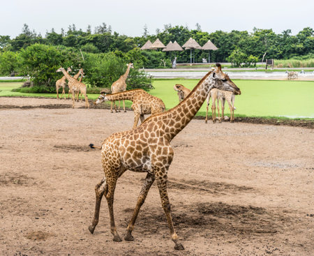 Giraffe in the open zoo, safari parkの写真素材