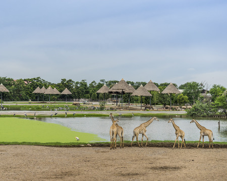 Walking giraffes in open zooの写真素材