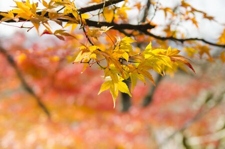 Red maple leaf , Japan autumnの写真素材