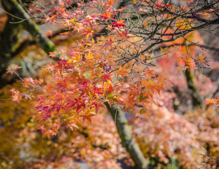 Red maple leaf , Japan autumn