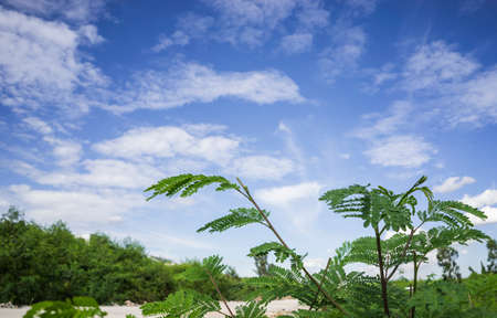 Green leaf with clear sky backgroundの写真素材
