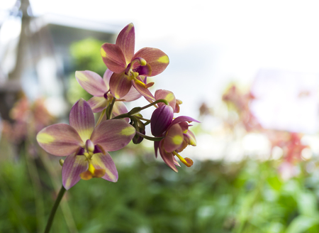 Orchid flowers using depth of fieldの写真素材