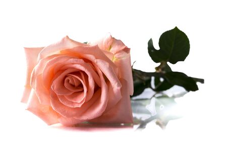 Beautiful pink rose , Isolated on white backgroundの写真素材