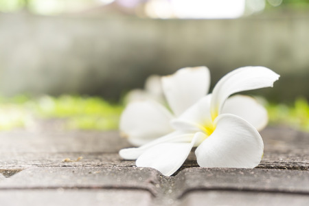 Plumeria flower fall down on the  ground, selective focusの写真素材