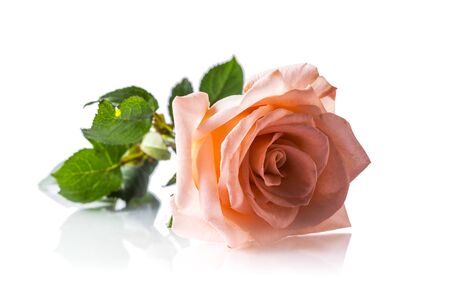 Beautiful pink rose , Isolated on white backgroundの写真素材