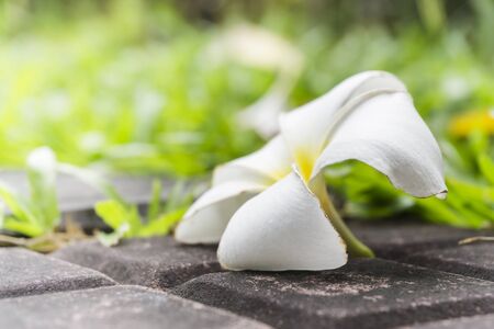 Plumeria flower fall down on the  ground, selective focusの写真素材