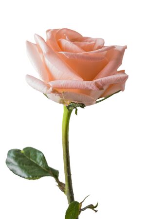 Beautiful pink rose , Isolated on white backgroundの写真素材