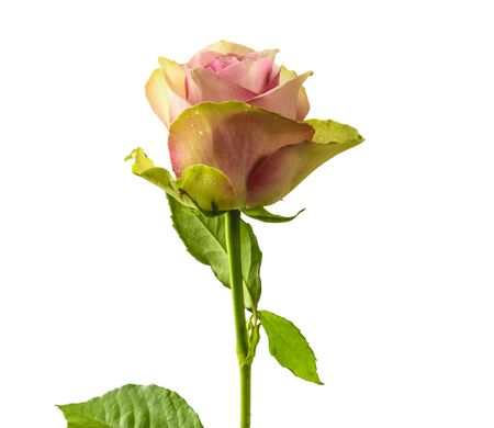 Beautiful rose , isolated on white backgroundの写真素材