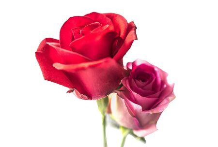 Pink and red rose , Isolated from white backgroundの写真素材