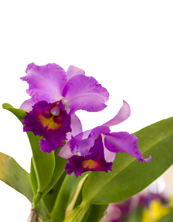 Purple Cattleya Orchid isolated on  white background.の写真素材