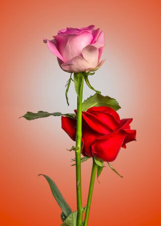 Pink and red rose , Isolated from  backgroundの写真素材