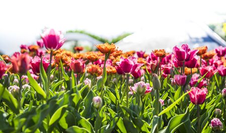 Beautiful tulips field with blurred backgroundの写真素材
