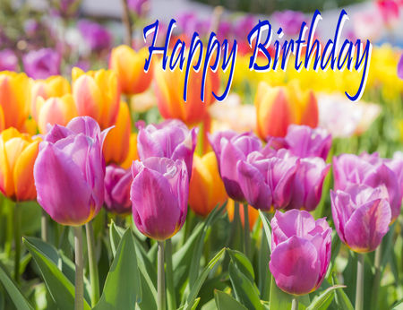 Happy Birthday card with Tulip flowersの写真素材