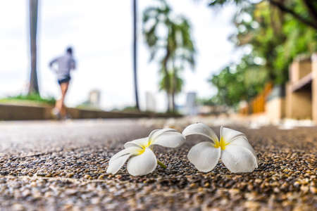 Flowers fall on the ground in the park with people running on backgroundの写真素材