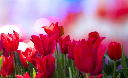 Red tulip field with background defocusの写真素材