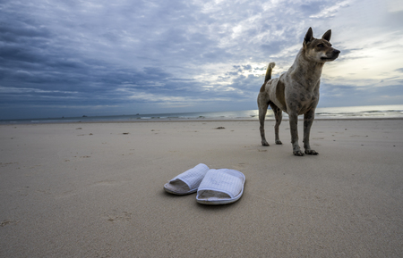 Sandals and Thailand local dog on the beach in the morningの写真素材