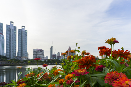 Beautiful flowers in Benchakitti Park , Central of Bangkok , Thailandの写真素材
