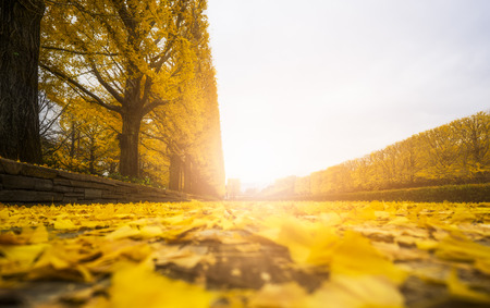 Beautiful autumn leaves with sunshine in the parkの写真素材