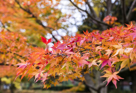Colorful autumn leaves landscape in the parkの写真素材