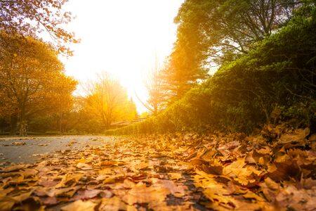 Colorful maple leaves  on the ground in the parkの写真素材