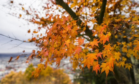 Beautiful maple leaves in park : Japanの写真素材