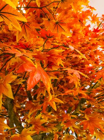 Selective focus of artificial maple leaves for decorationの写真素材