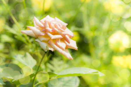 Selective focus of pink rose with bokeh backgroundの写真素材