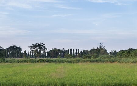 Rice fields with beautiful clear sky on background in Thailandの写真素材
