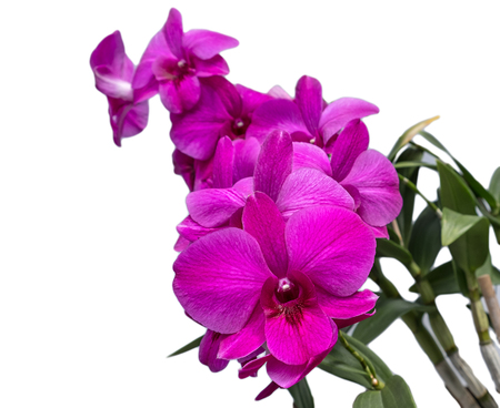 Beautiful purple orchid , Isolated on white backgroundの写真素材