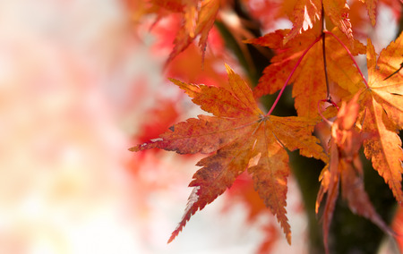 Close up of maple leaves in the forest with selective focus effectの写真素材