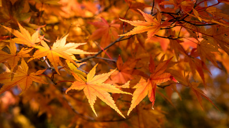 Beautiful maple leaves in the forest: Japanese autumnの写真素材