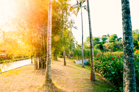 Beautiful sunrise in the park at the morningの写真素材