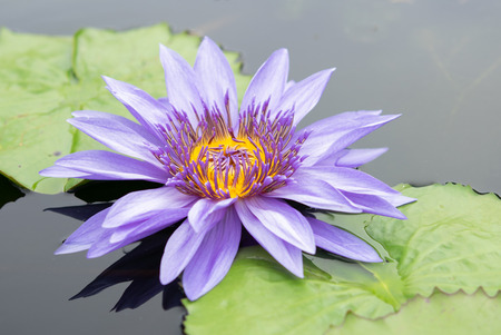 Purple water lily in a pond at Botanical gardenの写真素材