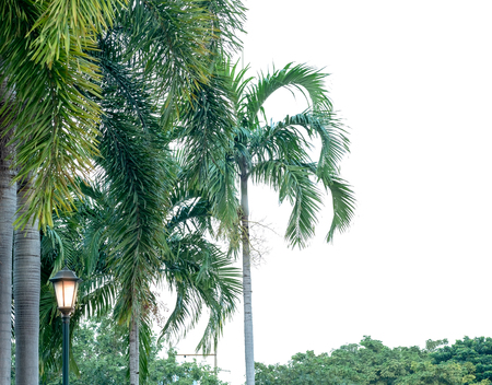 Palm tree in the park : Isolated on white backgroundの写真素材