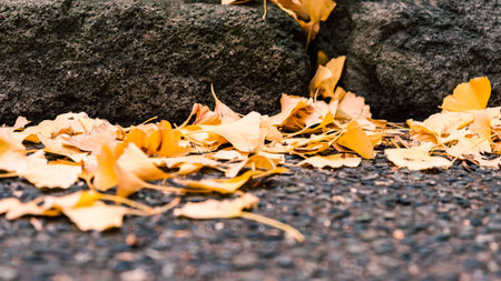 Autumn in Tokyo with ginkgo leaves falling to the ground in natural parkの写真素材
