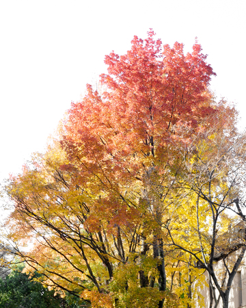 Beautiful autumn tree in the park on white backgroundの写真素材