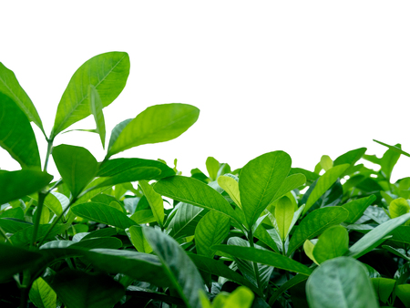 Green bush in the garden , Isolated on white backgroundの写真素材