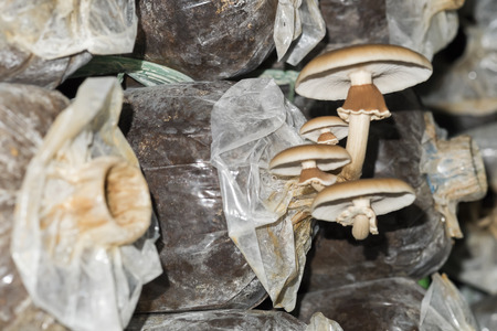 Yanagimatsutake in mushroom planting, Focus on mushroom food in plasticの写真素材