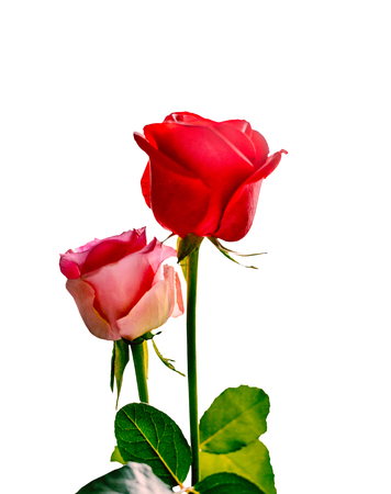 Beautiful red and Pink rose , Isolated on white backgroundの写真素材